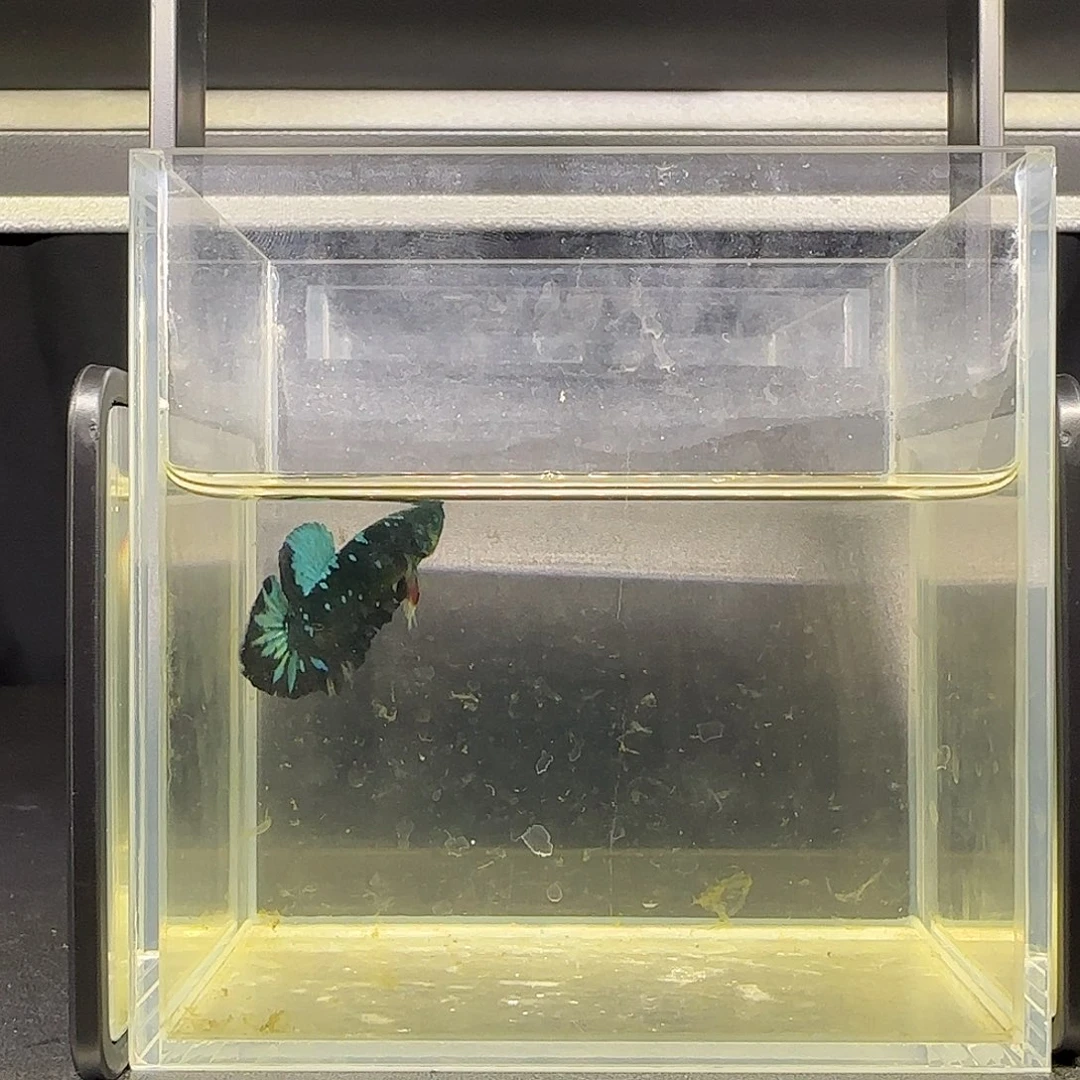 竞拍十二月十四号