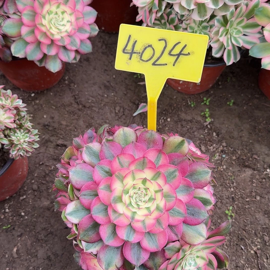 4024---荔枝多肉植物