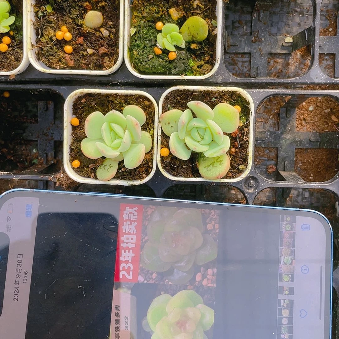 322母本中苗盆一个满25包邮