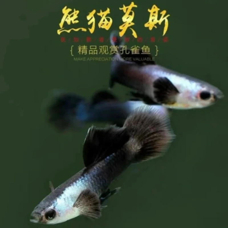 黑尾熊猫精品孔雀鱼种鱼（入缸后不包损）