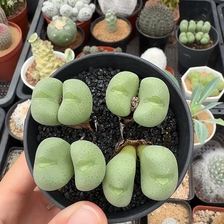 若***微生石花仙人球123456