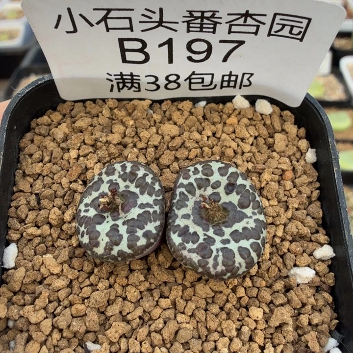 泡泡安贞实生 带盆发