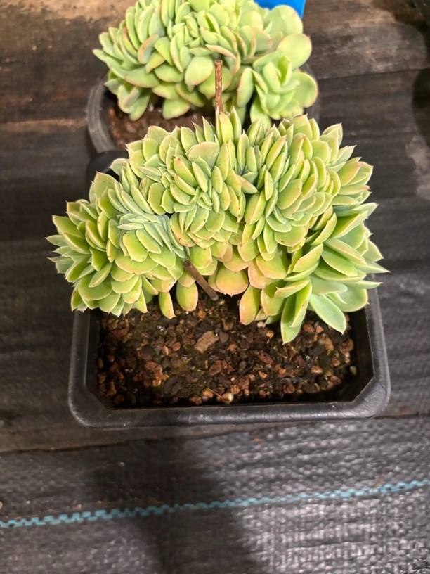 星娜塔缀整装一颗发货
