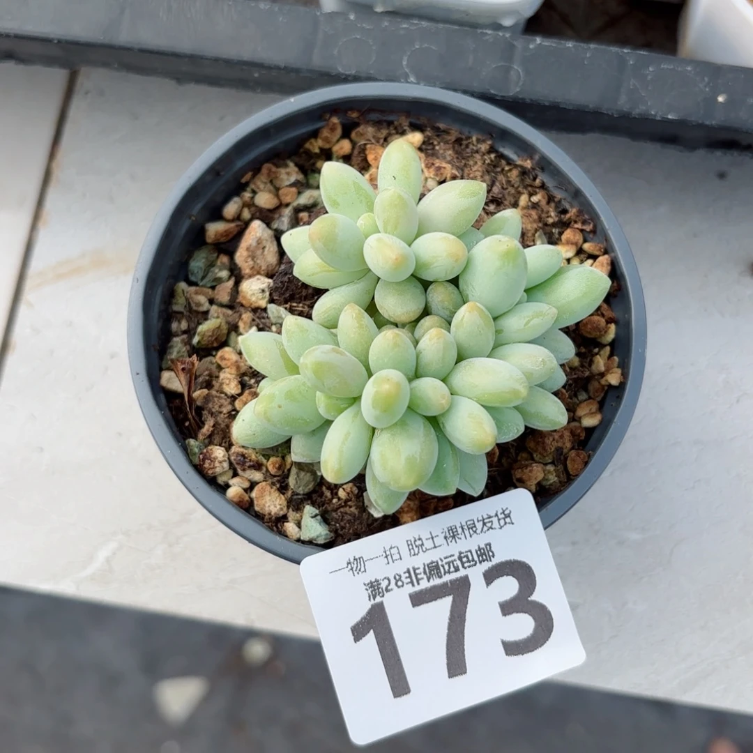 白兰地无盆土发货