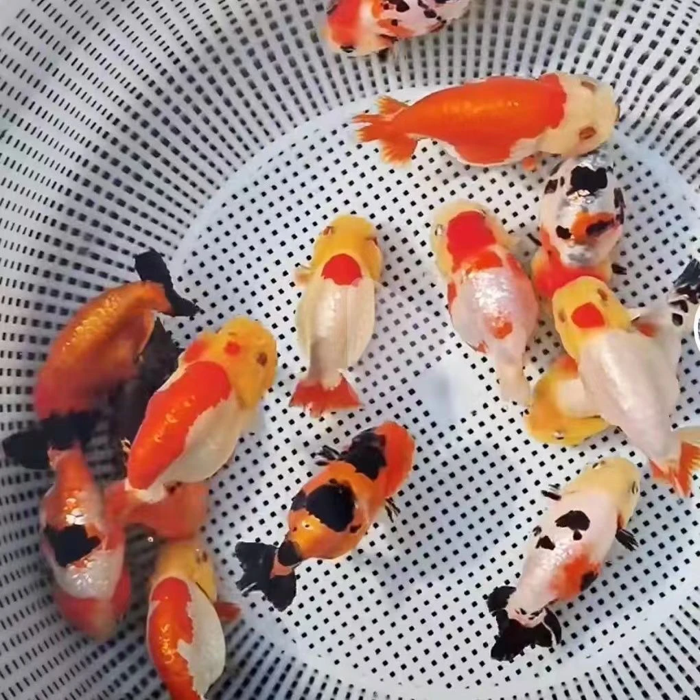 【赛级金鱼苗】2-4公分！31条冷水好养的泰狮鎏金波妞玛丽活体观赏鱼