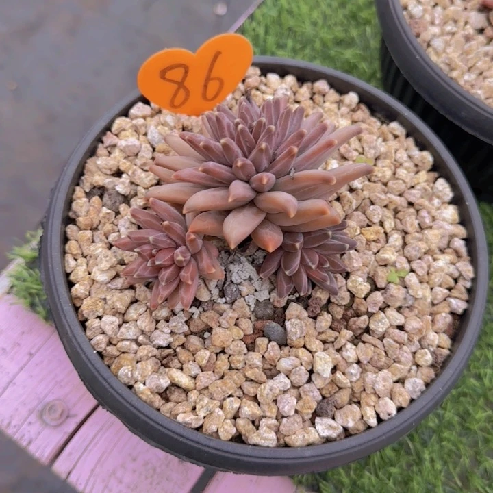 爱****猫86多肉植物一物一拍