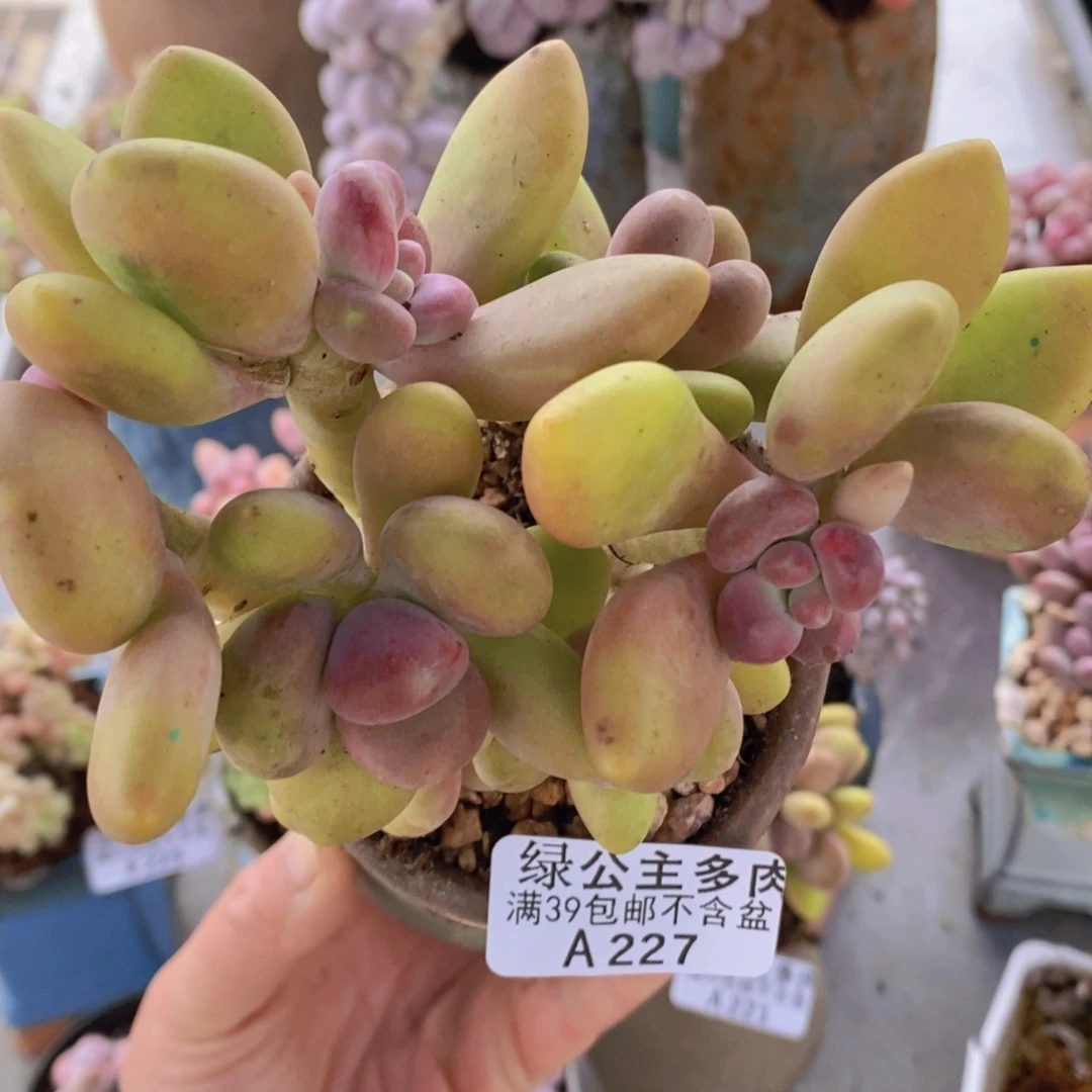 芒果奶老桩11cm227多肉植物