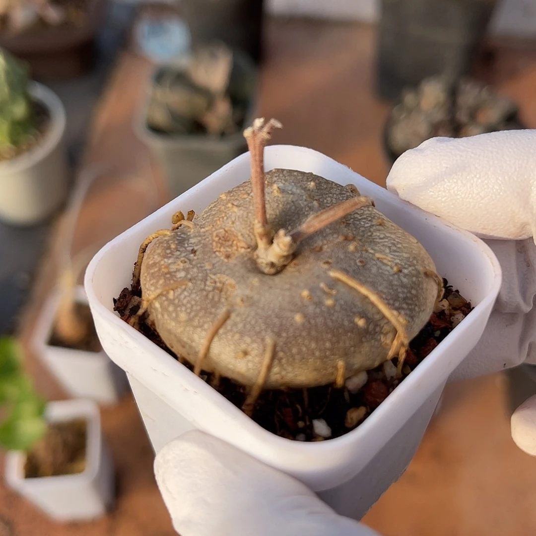 实生玉扣球兰一物一拍