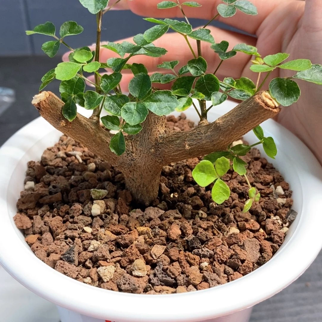 吃****君波叶橄榄带盆发货