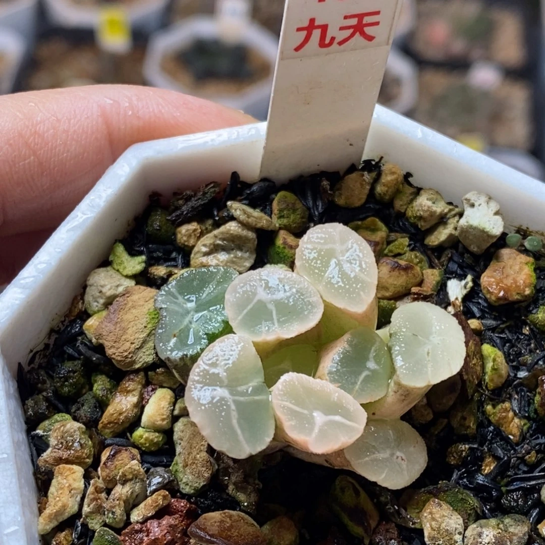 456号实生万象白锦