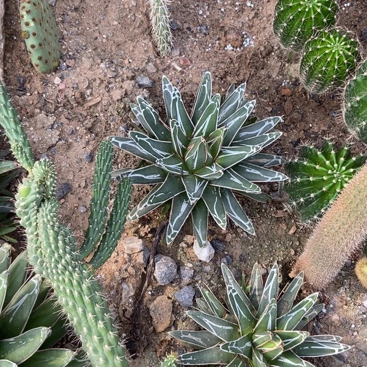 世之雪一棵状态好叶片厚纹路漂亮