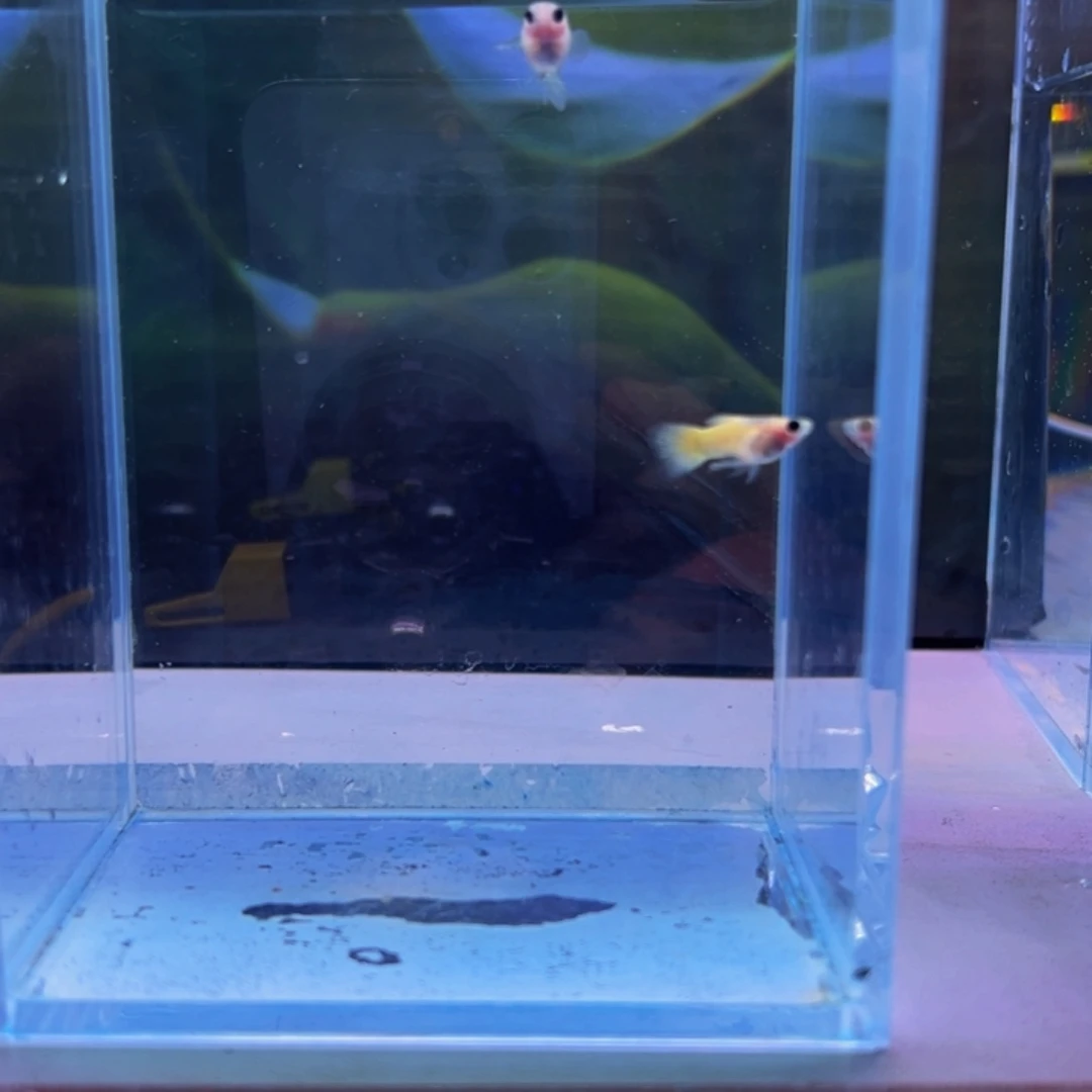 海水鱼黄金玻璃猫球