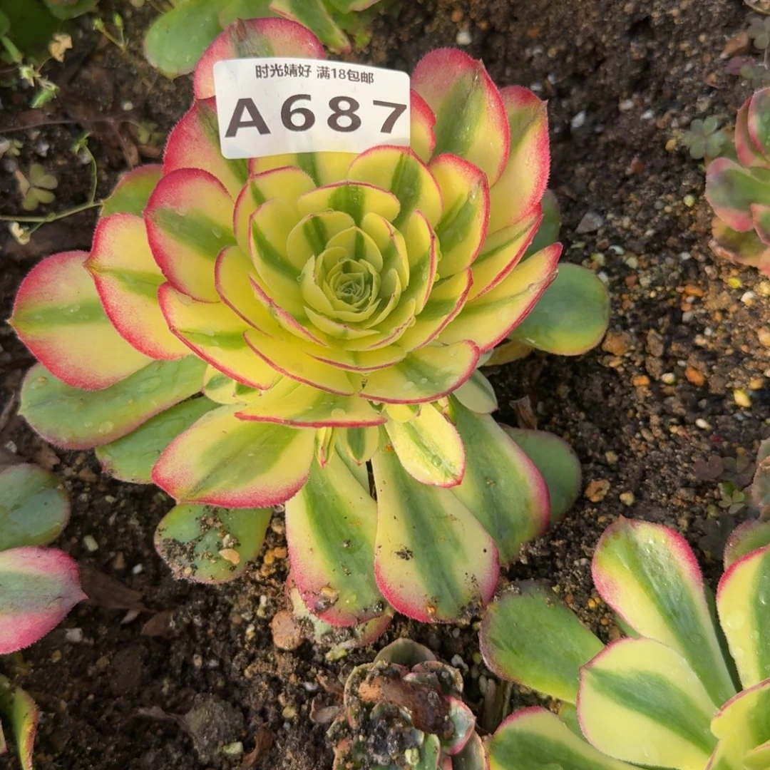 —***良687柔情到秋。多肉植物
