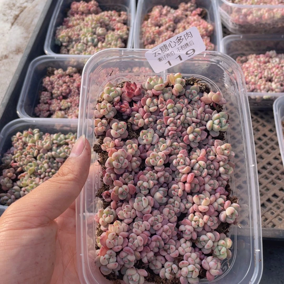 云糖心多肉植物119