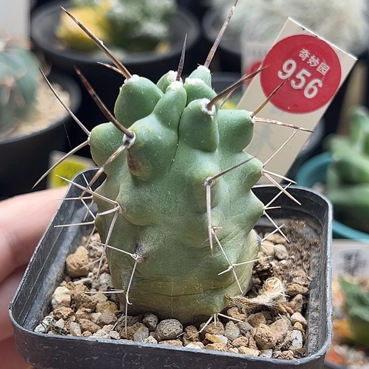 篝火虾一棵仙人球