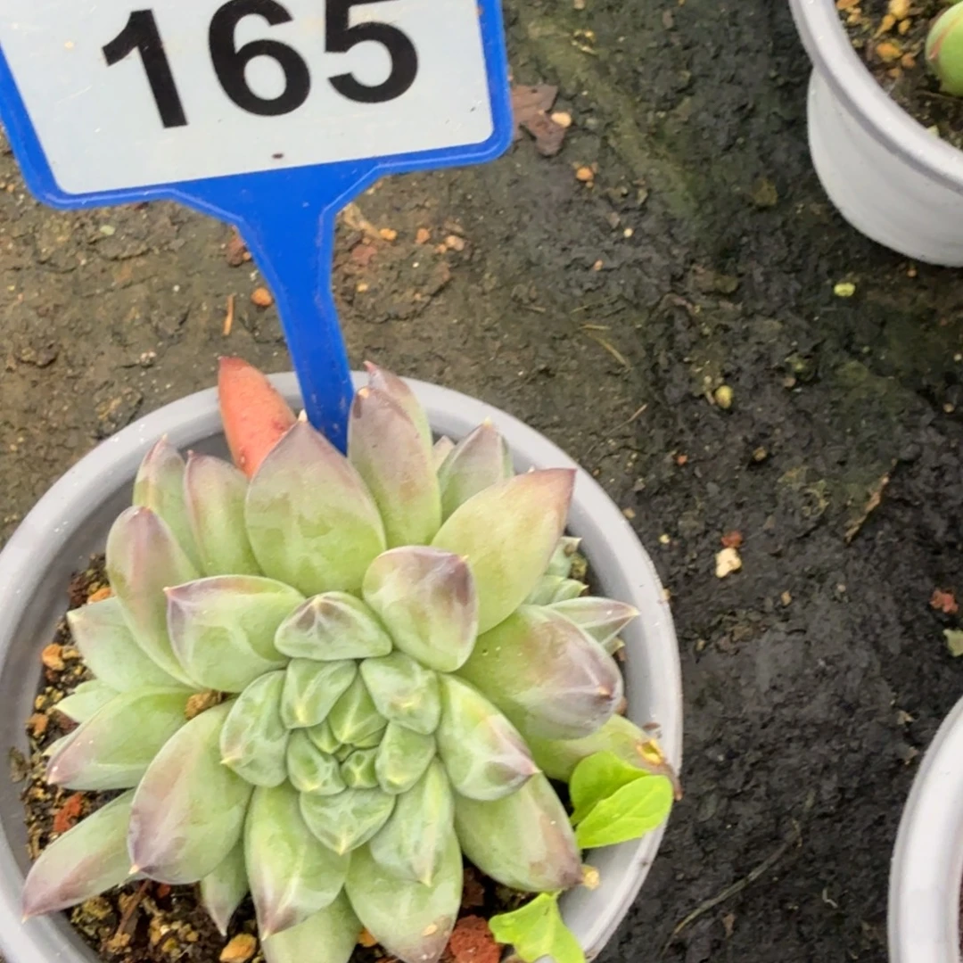 幻影多肉植物165.