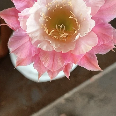 奈何毛花3578888
