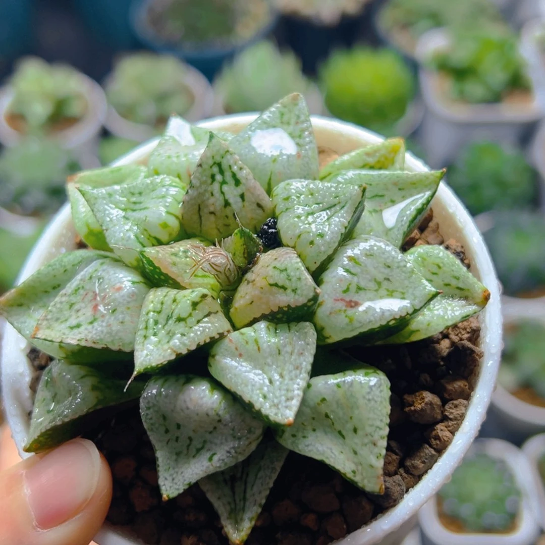 潘多拉魔盒多肉多肉