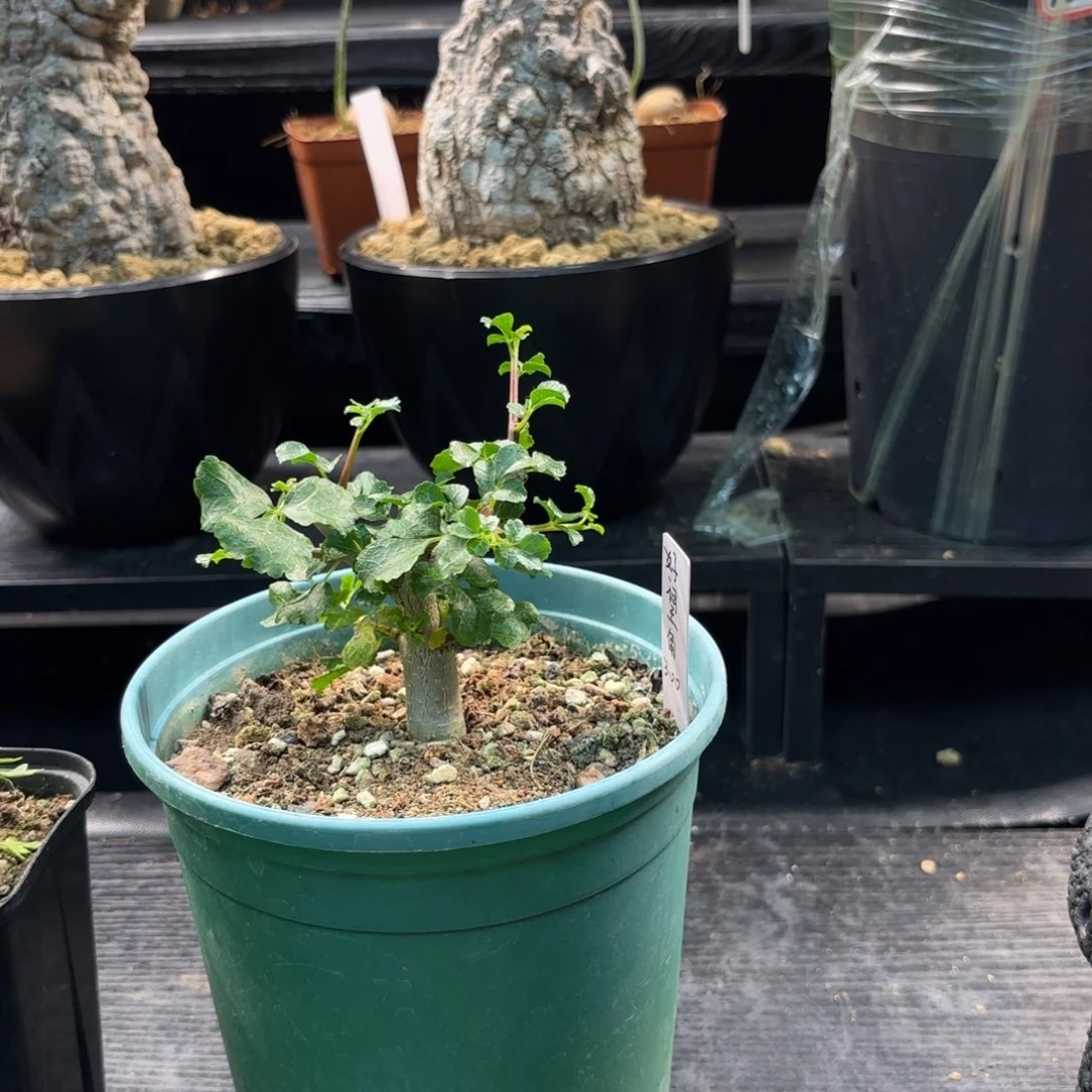 木 好望角橄榄实生