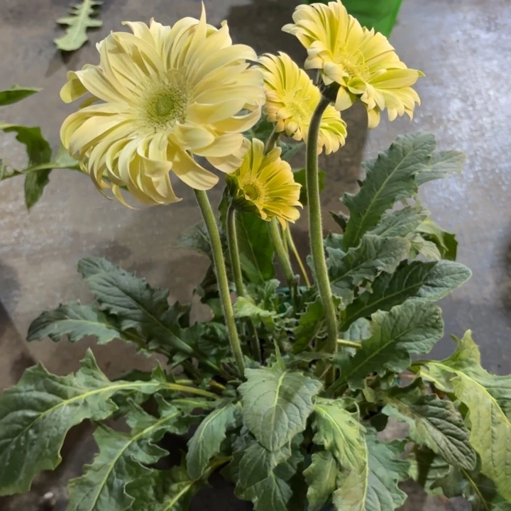 原盆原土一加仑非洲菊香格里拉