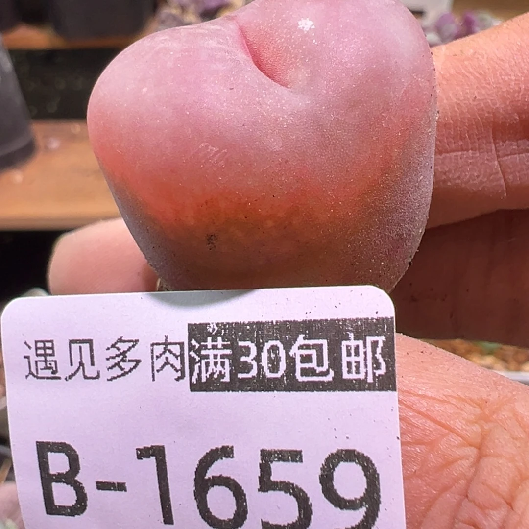 多肉植物1111111111111