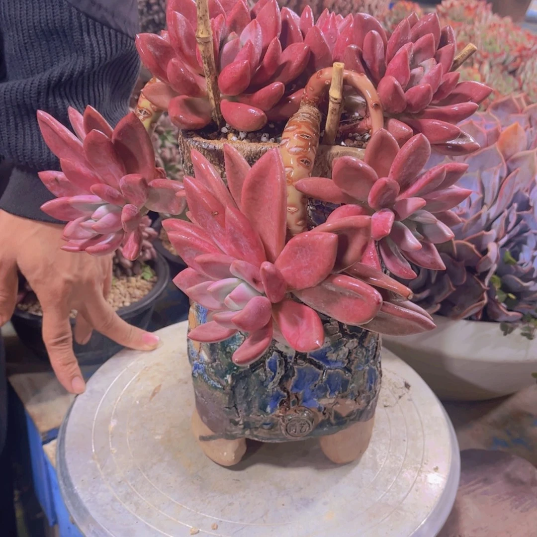 放***羊多肉植物保护研究所