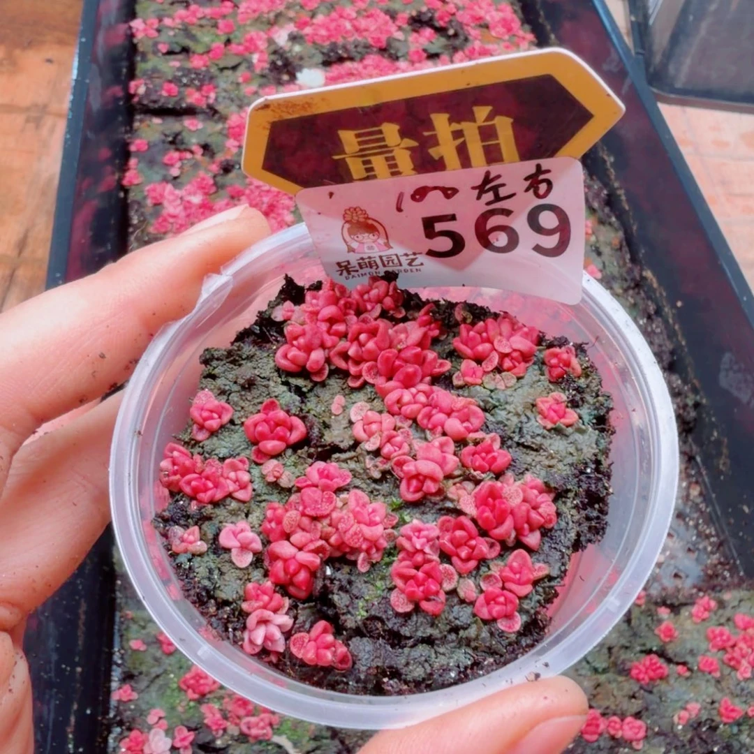 多肉植物多肉植物