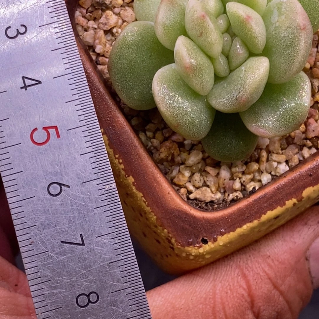 728冰玉石化缀化…………