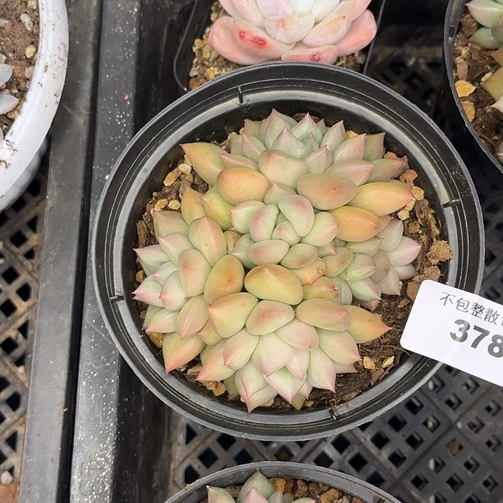 阿雅园艺。      378象牙