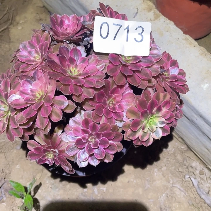 多肉植物法师713黑铜白绣球