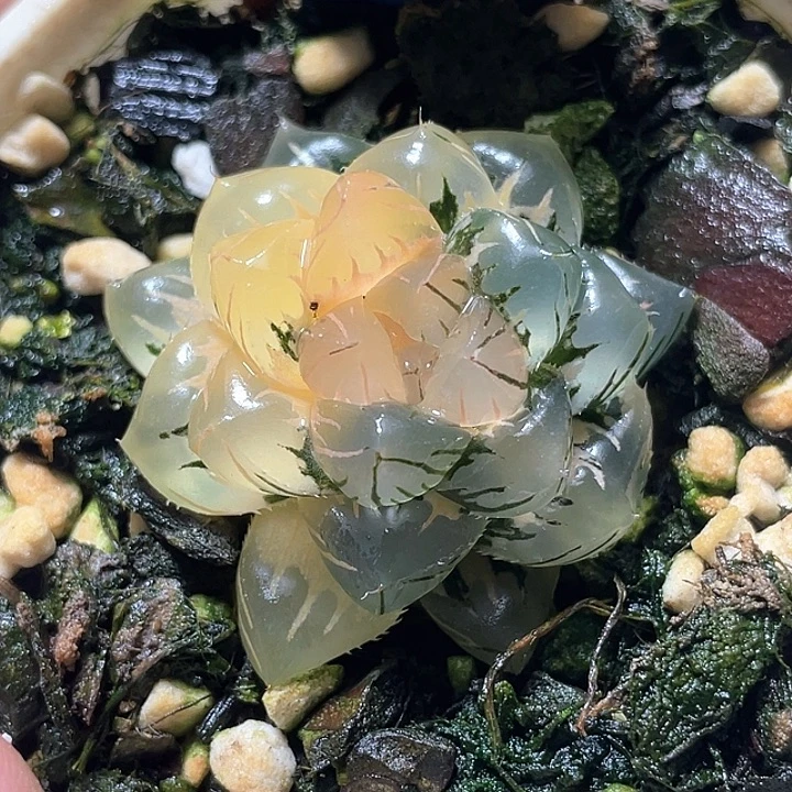 689水中月锦特选福利