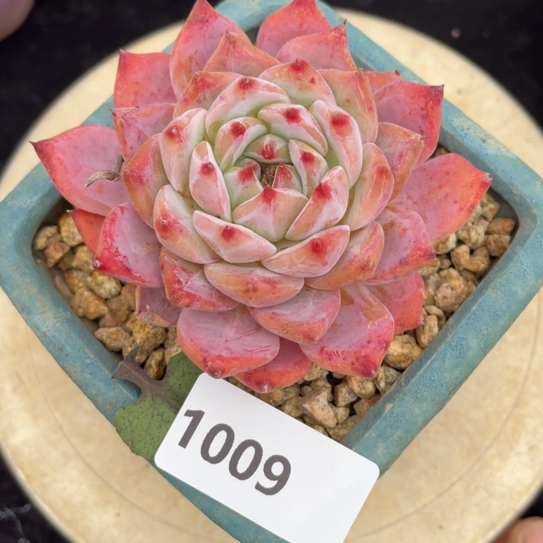 1009娃娃系单头多肉植物