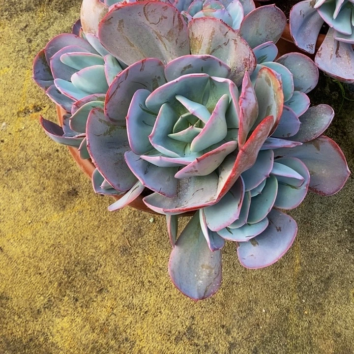 布鲁克林的蓝捧花有砍群