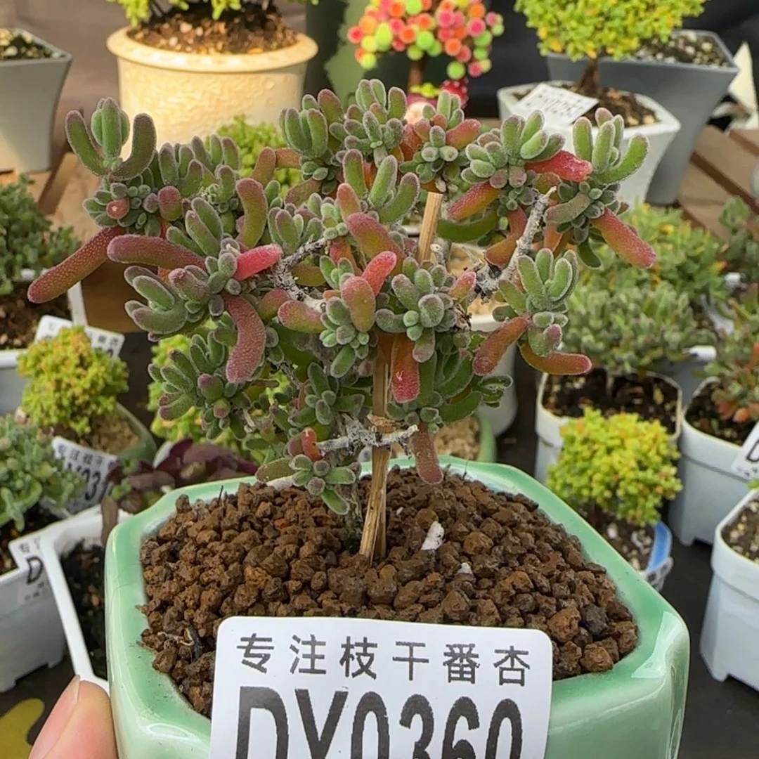 dy360琉璃万紫千红福利带盆