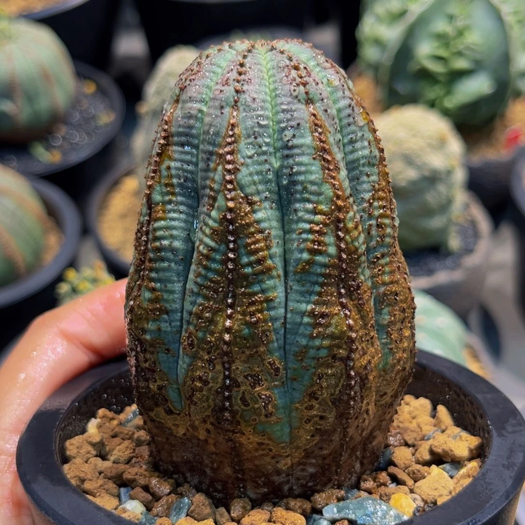 精品老欧布重金属xmmmmmmm