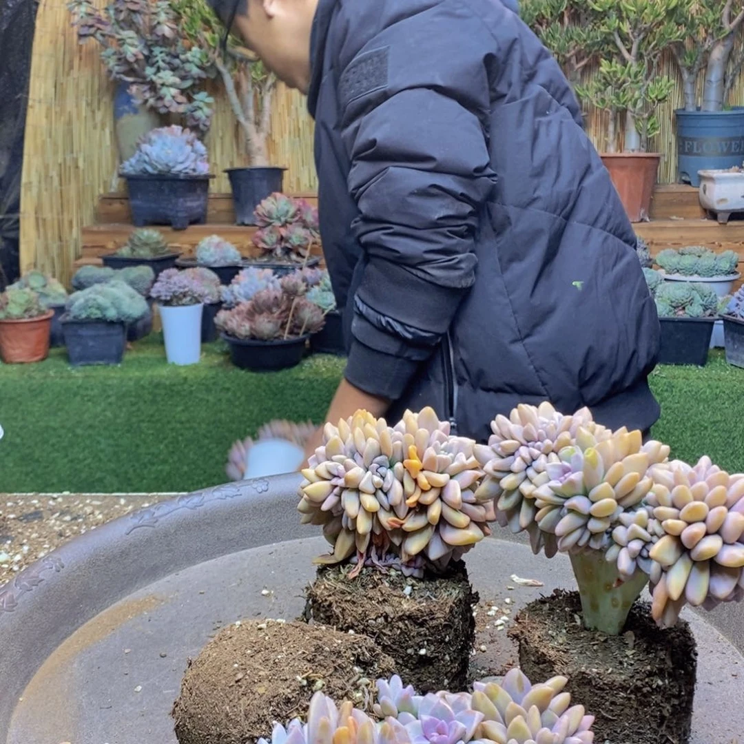 玫***?E75号三颗号淡雪缀化多肉