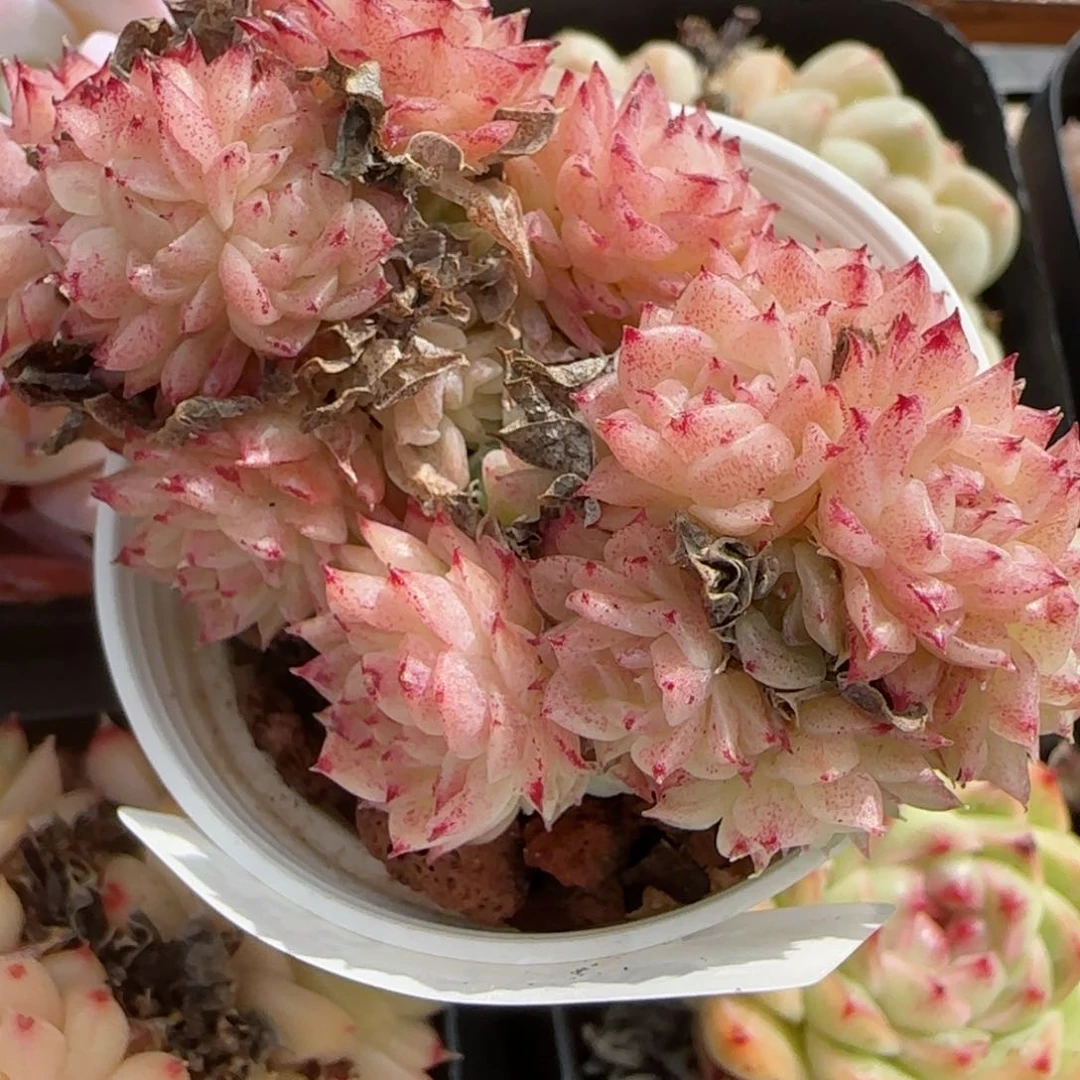 花语逸境0209-555