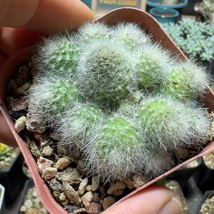 503银蝶丸带盆发货