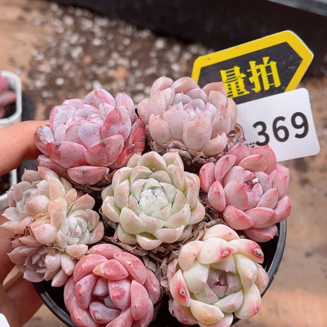 多肉植物多肉植物