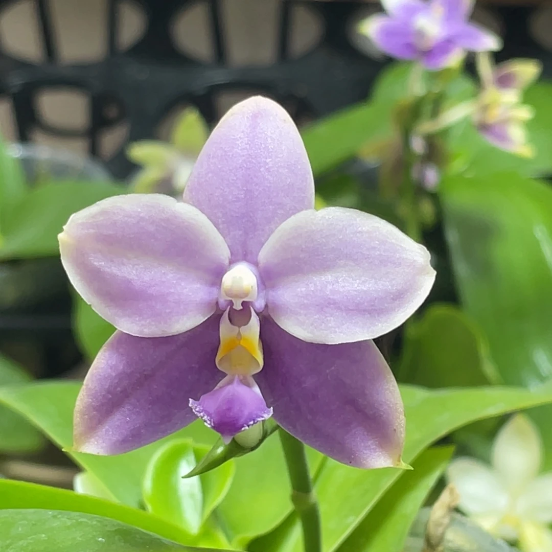 完全开放30叶瑕花期不保