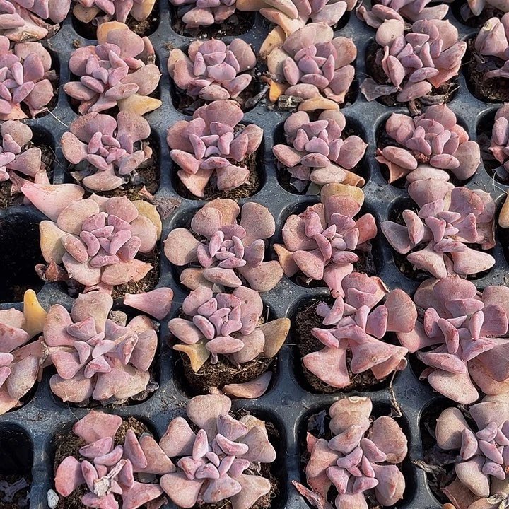 小雪精灵1元带土发货