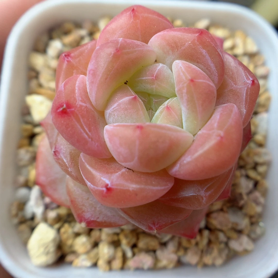 一物一拍精品多肉。糖心35