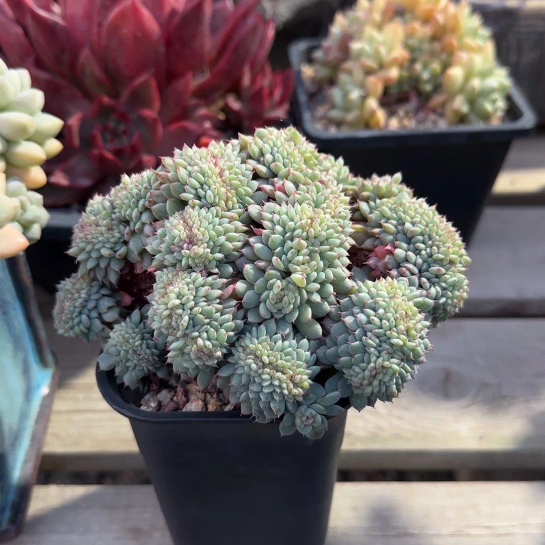 白胖子缀化五十包邮老桩