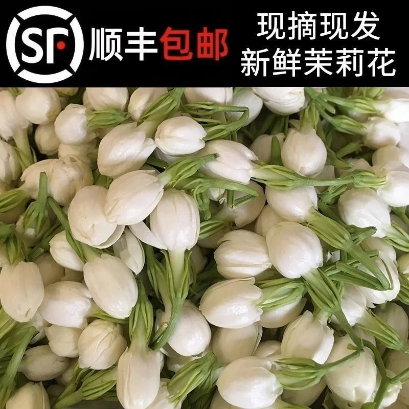 新鲜手串茉莉花鲜花苞现摘可用于窨茶原料广西横县顺丰空运