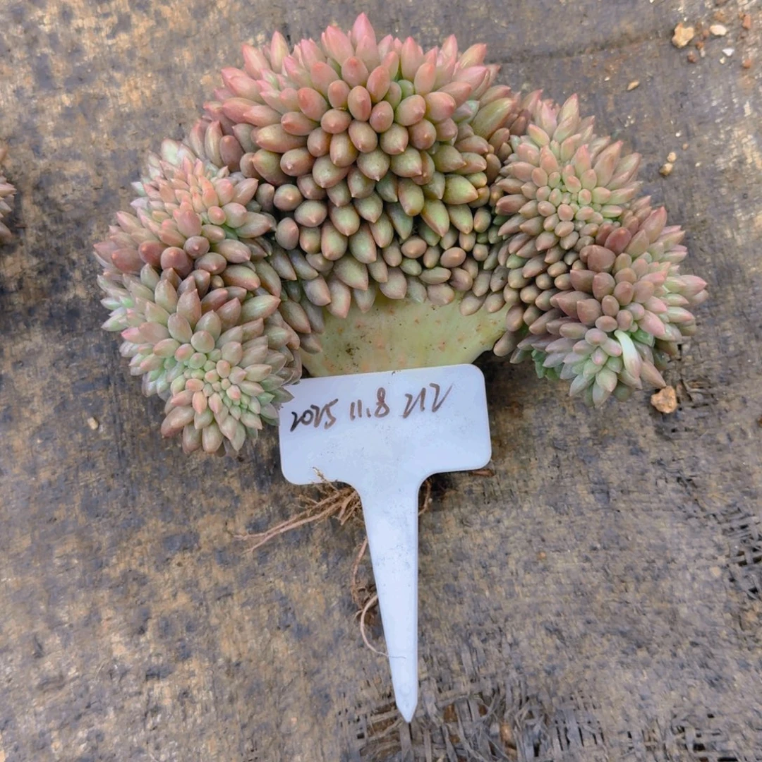 一物一拍红蜻蜓缀化212