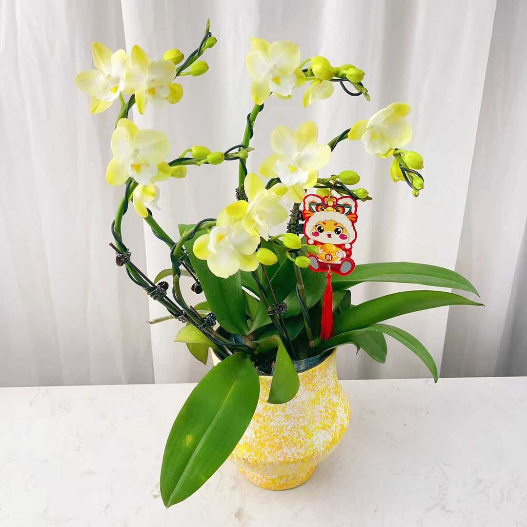 国华优选【玉兔】蝴蝶兰绿植花卉艺术 高级盆栽植株 很好养