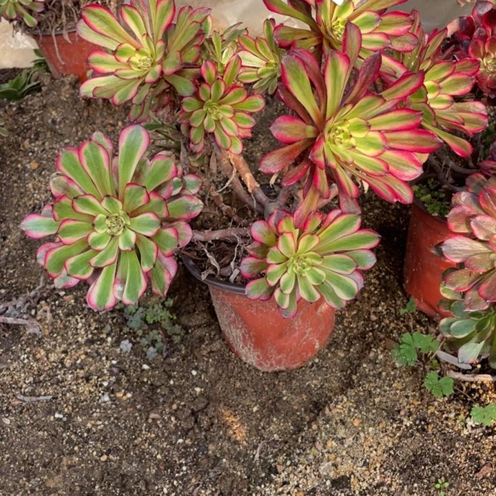 205号美姬多肉植物