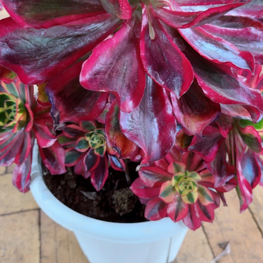 柒****由多肉植物发货发货