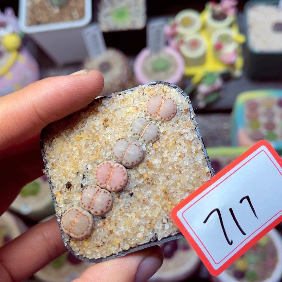 717生石花带盆发