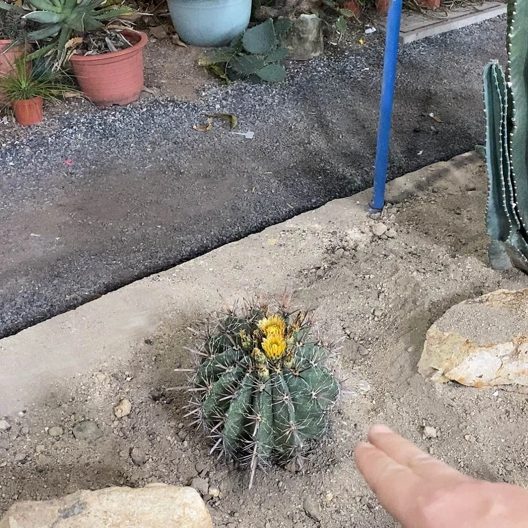 9***媛雎鸠玉一个。